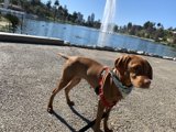 Fountain Fido