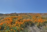 Blooming Wilderness