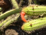 Prickly Beauty