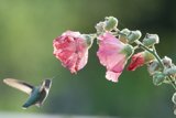 Hummingbird Harmony at Fort Mason