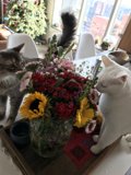Feline Art Critics