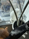 Feline and Canine Companions on a City Windowsill