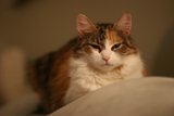 Cozy Companion