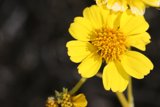 Beauty and the Bee