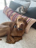 Furry Friends' Lazy Afternoon
