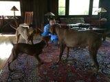 Relaxing with Furry Friends in Altadena Living Room