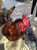 Fowl Play in the Village