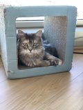 Boxed In