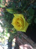 Beautiful Blooming Rose