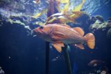 Aquatic Serenity: Underwater Journey in the Academy of Sciences