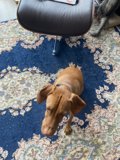 Home Decor with Canine Companion