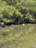 Serene Bird by the Riverside