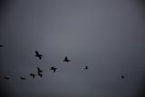 The Pescadero Sky Dance