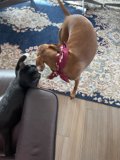 A Furry Friendship