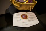 The Majestic Microcosm: An Animal Cell Model