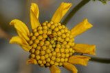 A Busy Bee on a Yellow Daisy