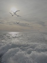 Seagulls Dancing Over Turbulent Ocean Waves