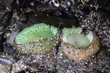 Giant Green Anemones Resting in Tidal Pool Rocky Shore