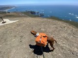 Canine Explorer