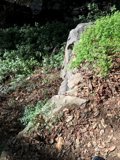 Nature's Rock Garden