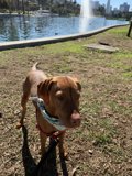 A Vizsla in the Park