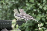 Two Finches Perched Together at Garden Bird Feeder