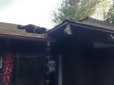 Feline on the Roof