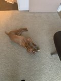 Resting Pooch