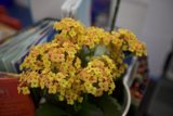 Bright Blooms
