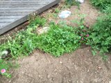 Herbal Oasis in Altadena Backyard