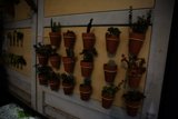 Urban Oasis: Wall of Greenery in San Francisco