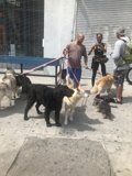 Walking the Pack