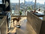 Urban Pooch at Home
