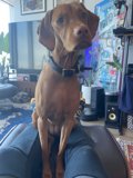 Canine Comforts in the Living Room