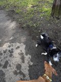 A Canine Adventure in McLaren Park
