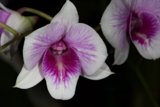 Purple and White Orchids