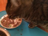 Fine Dining Feline