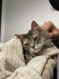 Cozy Cat Nap