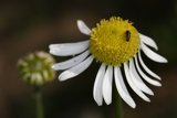 Bee and Daisy