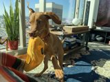 Playtime with a Yellow Object