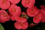 Busy Bee on a Red Geranium Flower