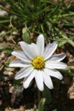 White Daisy on Rocky Ground