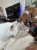 Furry Friends on the Couch