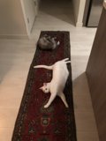 Feline Coziness on Hardwood Flooring