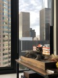 City Cat