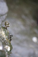 Tiny Fly Perched on Algae-Covered Rock Edge