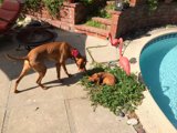 Three Canine Friends by the Pool