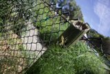 Beneath the Blue: Invertebrates and Ecologies at Alemany Farm