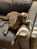 Lazy Morning Sunbeam