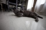 The Upside-Down Cat